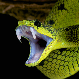 Francobolli
con categoria Serpenti
'
Francobolli
con categoria Serpenti
'