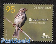 Grauammer bird 1v