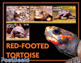 Red-Footed Tortoise 4v m/s