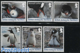 Gentoo Penguins 6v