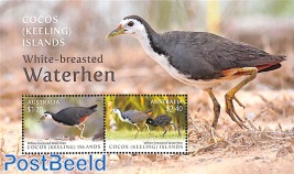 White-breasted Waterhen s/s