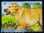 Labrador 1v
