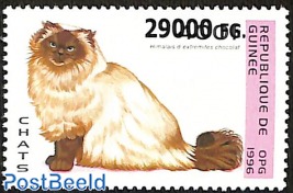 himalese cat with chocolate extremities, overprint