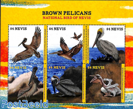 Brown Pelicans 6v m/s