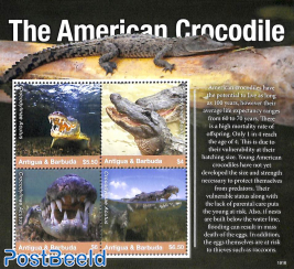 The American Crocodile 4v m/s