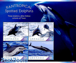 Spotted dolphins 4v m/s