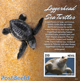 Loggerhead sea turtle s/s