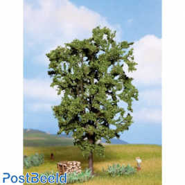 Chestnut Tree ~ 19cm