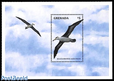 Black browed albatroS s/S