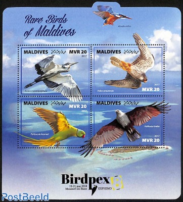 rare birds of the maldives