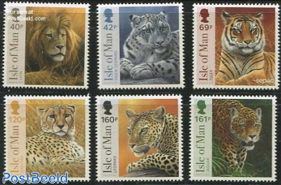 Big cats 6v