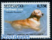 Int> dog show 1v (Labrador retriever)