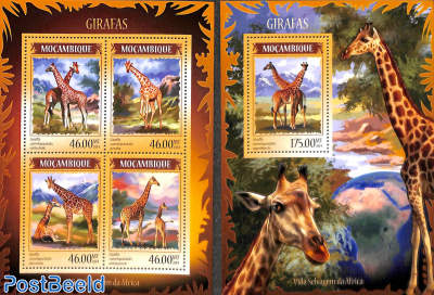 Girafs 2 s/s
