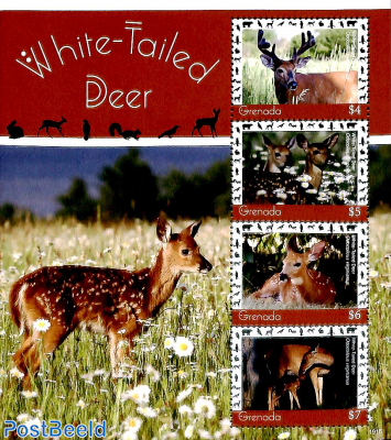 White tailed Deer 4v m/s