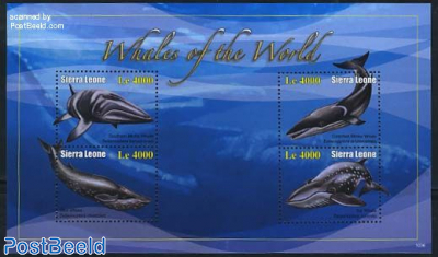 Whales 4v m/s