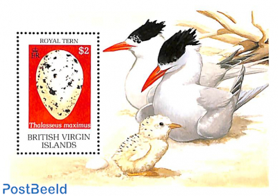 Royal Tern s/s